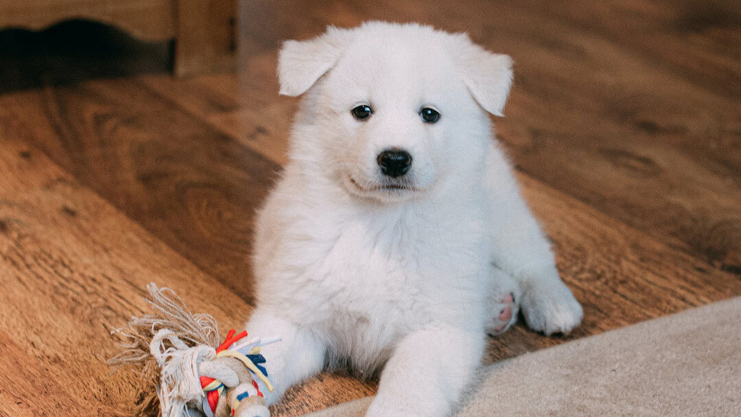 Dein Welpe beißt und knabbert alles an? Infos & Tipps | PURINA